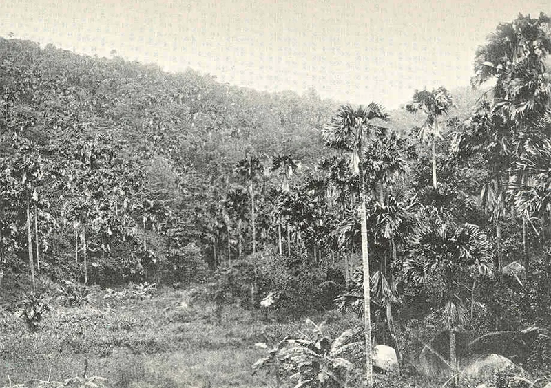 Valley of the coco-de-mer on Praslin, Seychelles, 1908. Image reproduced from Michael John Nicoll, Three Voyages of a Naturalist: Being an Account of Many Little-Known Islands in Three Oceans Visited by the 'Valhalla' R.Y.S. (London, England: Whitherby & Co., 1908), facing p. 130. Freshwater and Marine Image Bank, University Libraries, University of Washington.