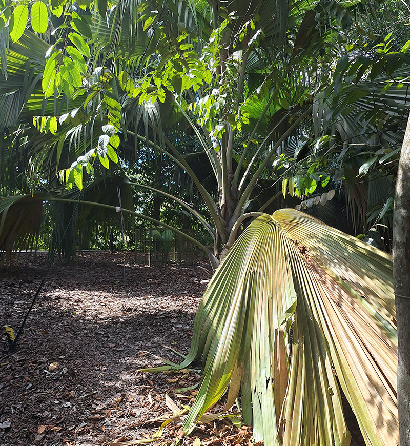 A young female double coconut palm at the Singapore Botanic Gardens, 9 January 2025. Photo by Choo Ruizhi.