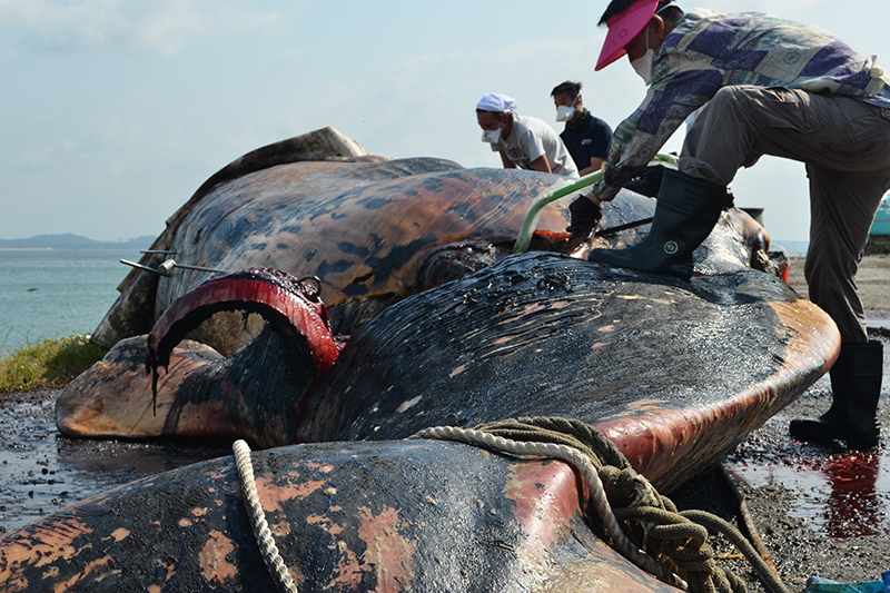 Removing the blubber from the carcass of the female sperm whale that was found drifting off the coast of Jurong Island in July 2015. Courtesy of Lee Kong Chian Natural History Museum, Faculty of Science, National University of Singapore.