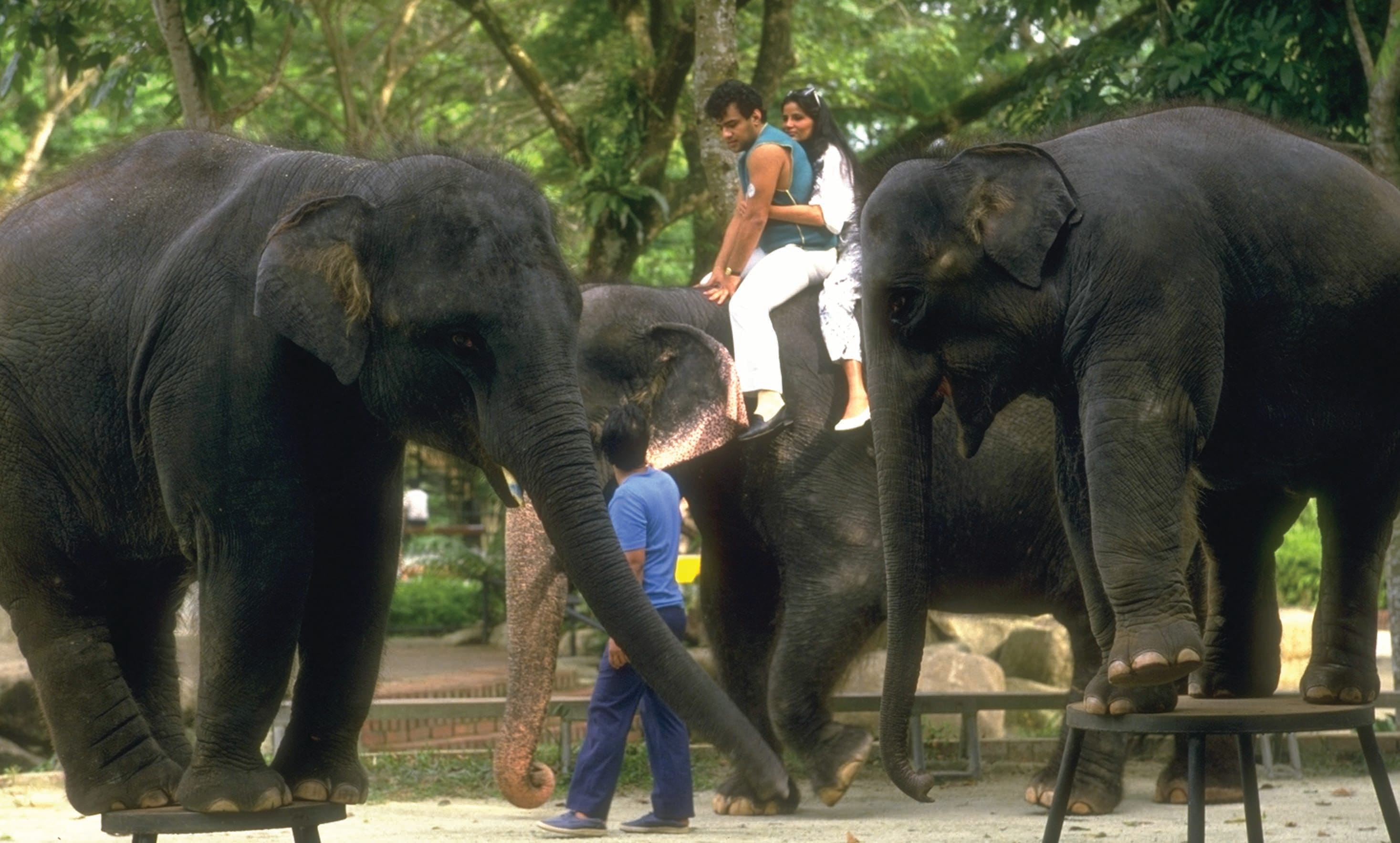 A couple riding an elephant at the Singapore Zoological Gardens in the mid-1980s. Singapore Tourist Promotion Board Collection. Courtesy of Singapore Tourist Promotion Board (STPB) Collection, National Archives of Singapore.