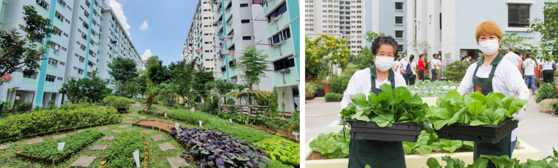 (Left) Yio Chu Kang Zone 7 herb garden is an edible garden located between HDB blocks. (Right) Community gardeners from The Giving Garden (located atop a multistorey carpark) at Kim Tian West with their harvest of leafy vegetables. Courtesy of National Parks Board.