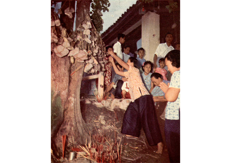 A Chinese woman hangs stones from a tree beside the keramat. Note the numerous joss sticks in the ground at the base of the tree and the white-washed columns of the shrine. Image reproduced from A.J. Anthony, “A Picnic… With the Harbour Gods,” Straits Times Annual, 1 January 1952, 26–27. (From NewspaperSG).