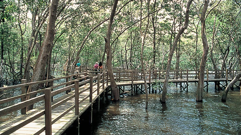 The boardwalk at the Sungei Buloh Wetland Reserve. The reserve opened as a nature park in 1993, was gazetted as a nature reserve in 2002 and became Singapore’s first ASEAN Heritage Park the following year. It is home to some of the world’s rarest mangroves and is a stopover point for migratory birds escaping the northern winter on their way to Australia. Courtesy of the Singapore Tourism Board.