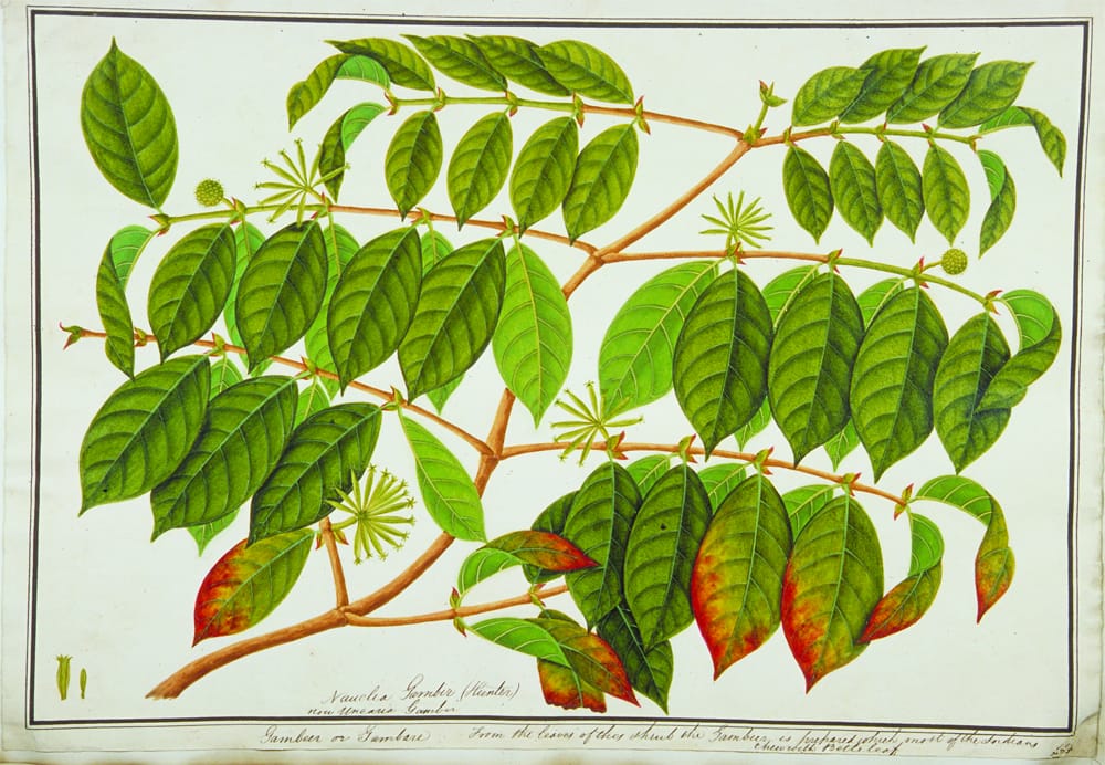 Gambier (Nauclea gambir, Uncaria gambir) from the William Farquhar Collection of Natural History Drawings at the National Museum of Singapore. This is one of the paintings that William Farquhar commissioned Chinese artists to do between 1803 and 1818 when he was Resident and Commandant of Melaka. Courtesy of National Museum of Singapore, National Heritage Board.