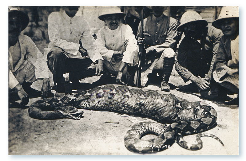 The photo featured on this undated postcard is part of a series of four photographs titled “A Big Snake Swallowing a Deer”. The photos depict the snake with its distended belly, its capture and the subsequent release of the deer from its stomach. Postcards like this suggest that there was a market for such exotica in Singapore. Accession no.: B32413807F_0146.