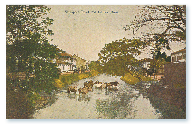 A small herd of cattle in a river, possibly the Rochor River, that once flowed in the vicinity of Selegie and Rochor Canal roads. Accession no.: B32413805D_0171.