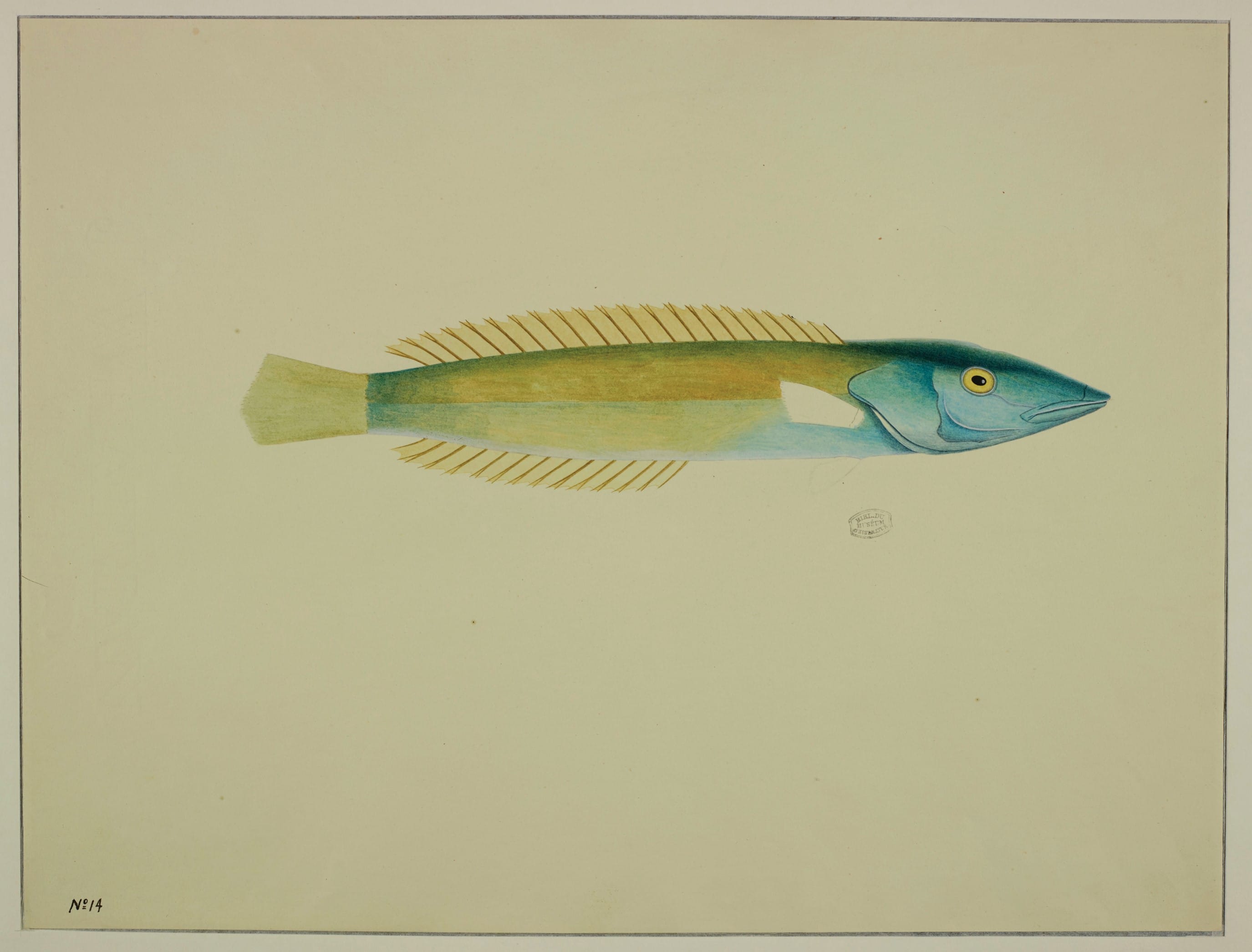 An uncoloured fin in the cigar wrasse. Courtesy of the Muséum National d’Histoire Naturelle in Paris.