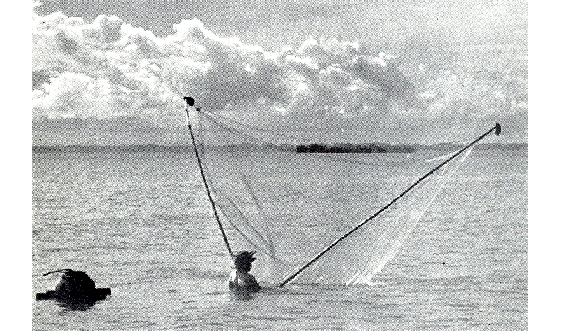 A fisherman with his sondong (push-net) to catch udang geragau (small shrimps). Image reproduced from T.W. Burdon, Fisheries Survey Report, No. 2: The Fishing Gear of the State of Singapore (Singapore: Printed at the Government Printing Office, 1959), unpaginated (From National Library, Singapore, call no. RCLOS 639.2095957 BUR-[JSB]).