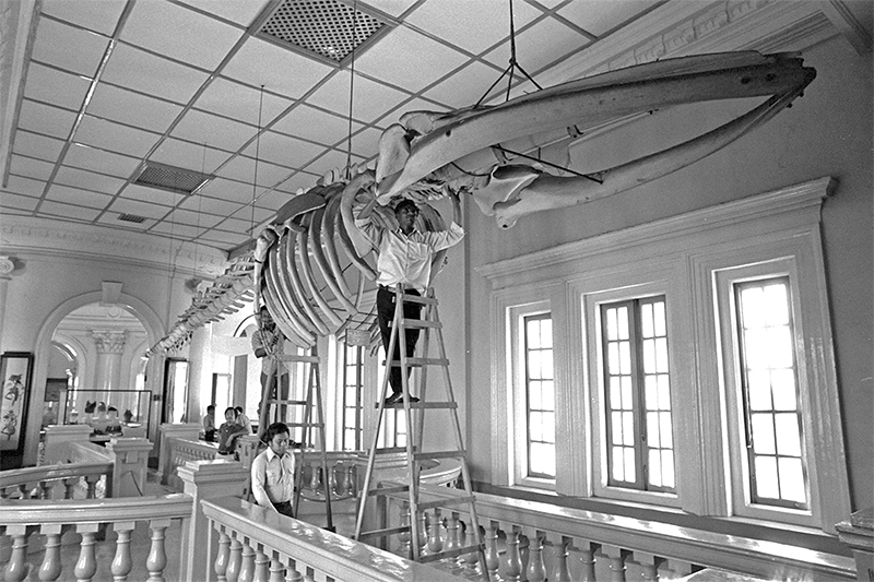 Workers at the National Museum dismantling the blue whale skeleton in preparation for its transfer to the National Museum of Malaysia as a gift, 1974. Source: The Straits Times © SPH Media Limited. Reprinted with permission.