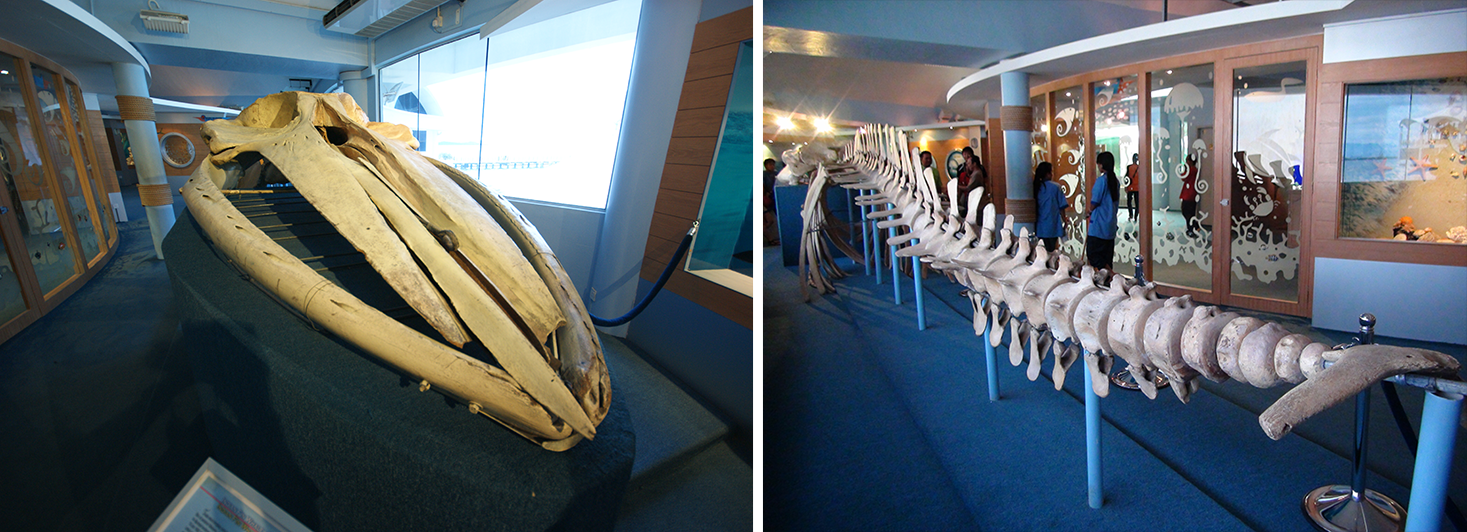 The blue whale skeleton that had been in Singapore for nearly a century and later gifted to the National Museum of Malaysia in 1974 is now on display at the Labuan Marine Museum, off Sabah. Courtesy of Shih Hsi-Te. Images reproduced from Martyn E.Y. Low and Kate Pocklington, 200: Points in Singapore’s Natural History (Singapore: Lee Kong Chian Natural History Museum, 2019), 478–79. (From National Library, Singapore, call no. RSING 508.5957 LOW).