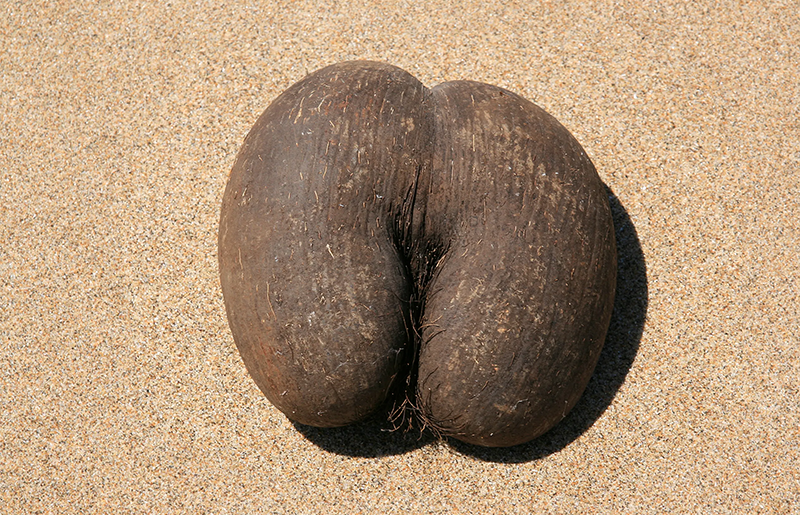 The fruit of the double coconut has two distinct lobes, 2010. Photo by Brocken Inaglory. From Wikimedia Commons.