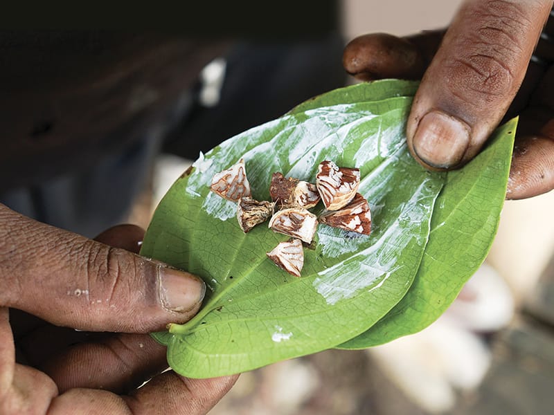 The basic elements of the betel quid: the betel leaf (sirih), pieces of areca nut (pinang) and a smear of slaked lime (kapor or chunam), a white paste made from the powdered shells of molluscs or coral. Photo from Shutterstock.