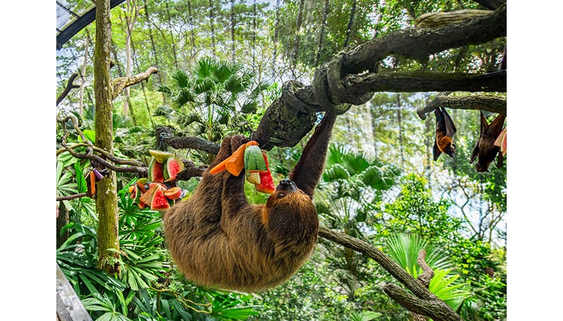 A sloth at the Fragile Forest in the Singapore Zoo. The biodome mimics a tropical rainforest habitat. Courtesy of Mandai Wildlife Group.