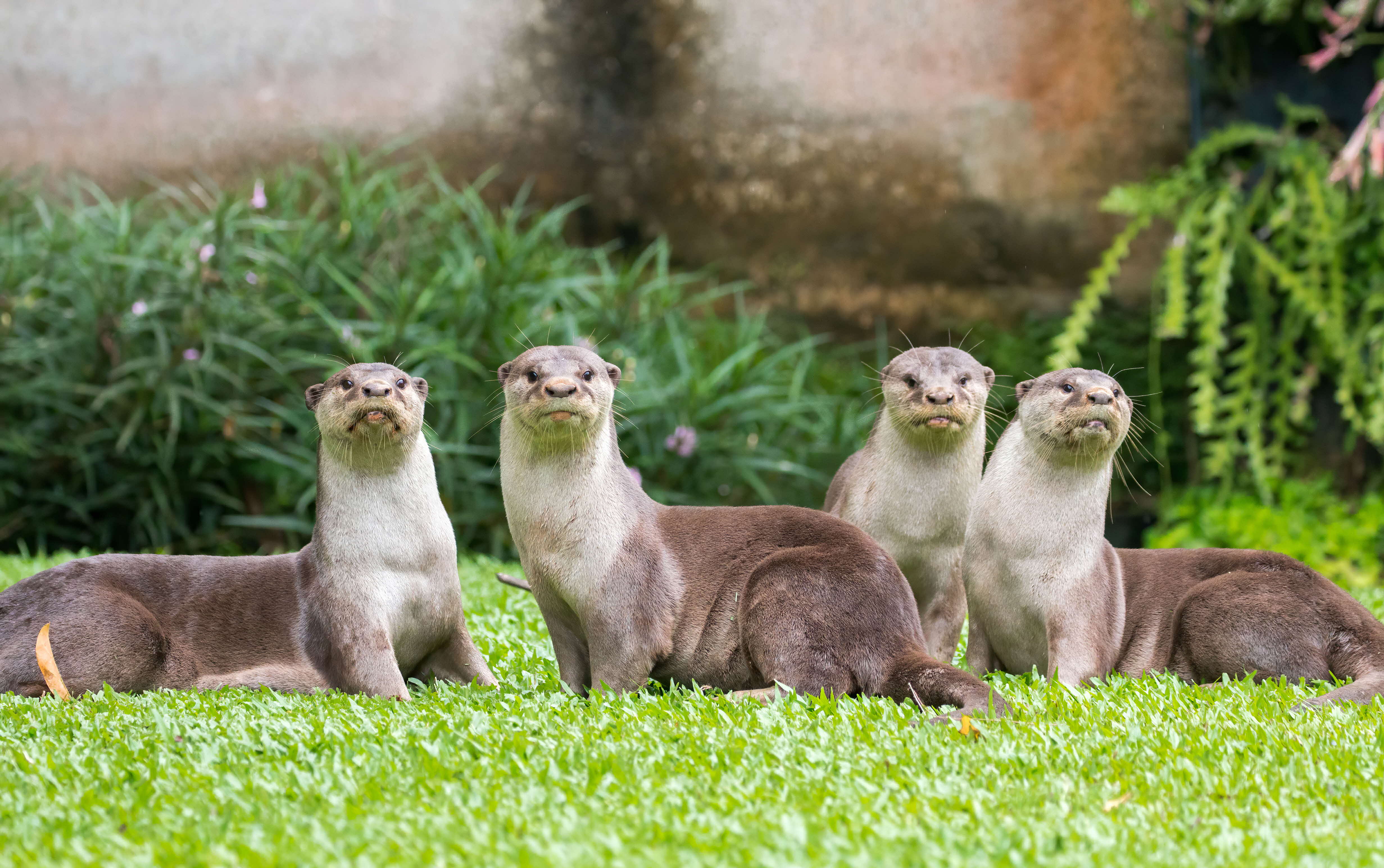 Should Otters Get a Singapore Passport?