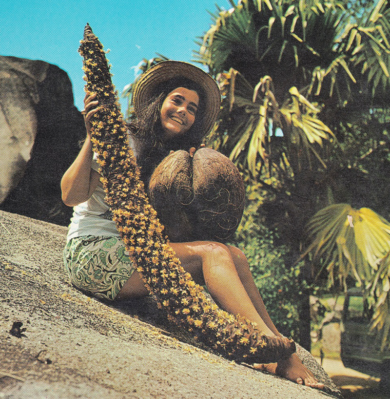 A woman holding a double coconut and a sausage-like stalk of male flowers at Vallée de Mai, Praslin, Seychelles, early 1970s. Photo by Dino Sassi - Marcel Fayon, Photo Eden Ltd. From Wikimedia Commons.