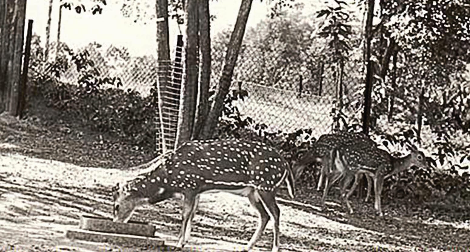 Deers inside a fenced enclosure at the Singapore Zoological Gardens in 1973. Courtesy of Ho Seng Huat.