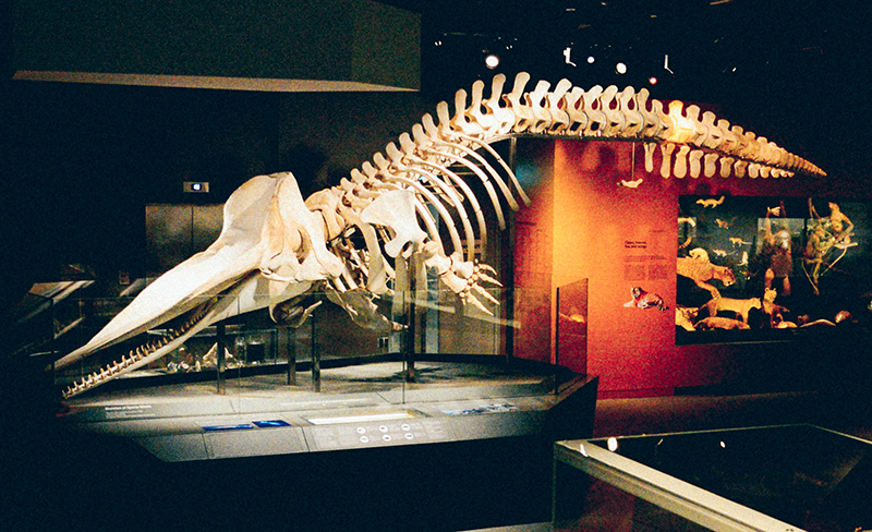 The skeleton of Jubi Lee at the Lee Kong Chian Natural History Museum, 2016. The 10.6-metre-long skeleton is exhibited in a diving pose with her skull just a metre off the ground. Courtesy of Lee Kong Chian Natural History Museum, Faculty of Science, National University of Singapore.