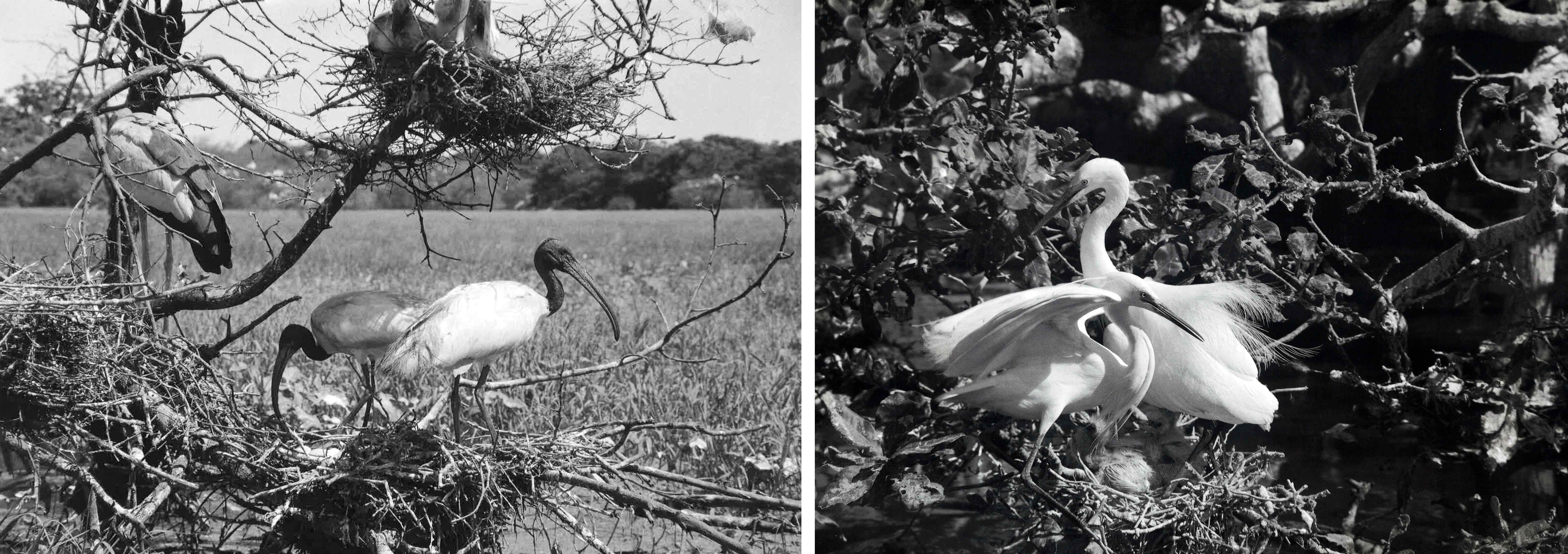 White Ibis and Little Egrets, taken by Loke Wan Tho in India. Images reproduced from Loke Wan Tho, Loke Wan Tho's Birds with Extracts from His Diaries and from A Company of Birds (Mumbai: Bombay Natural History Society, 2008), 140, 144.