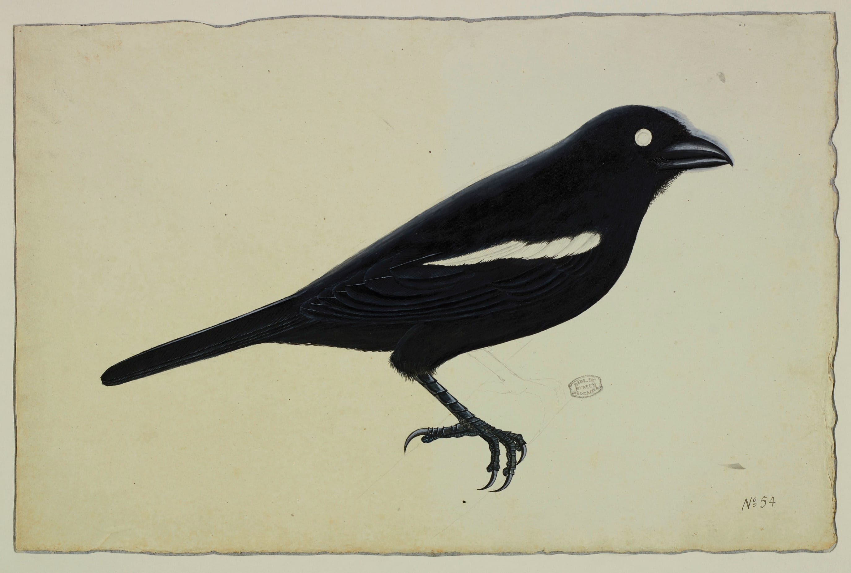 Missing iris in the black magpie. Courtesy of the Muséum National d’Histoire Naturelle in Paris.