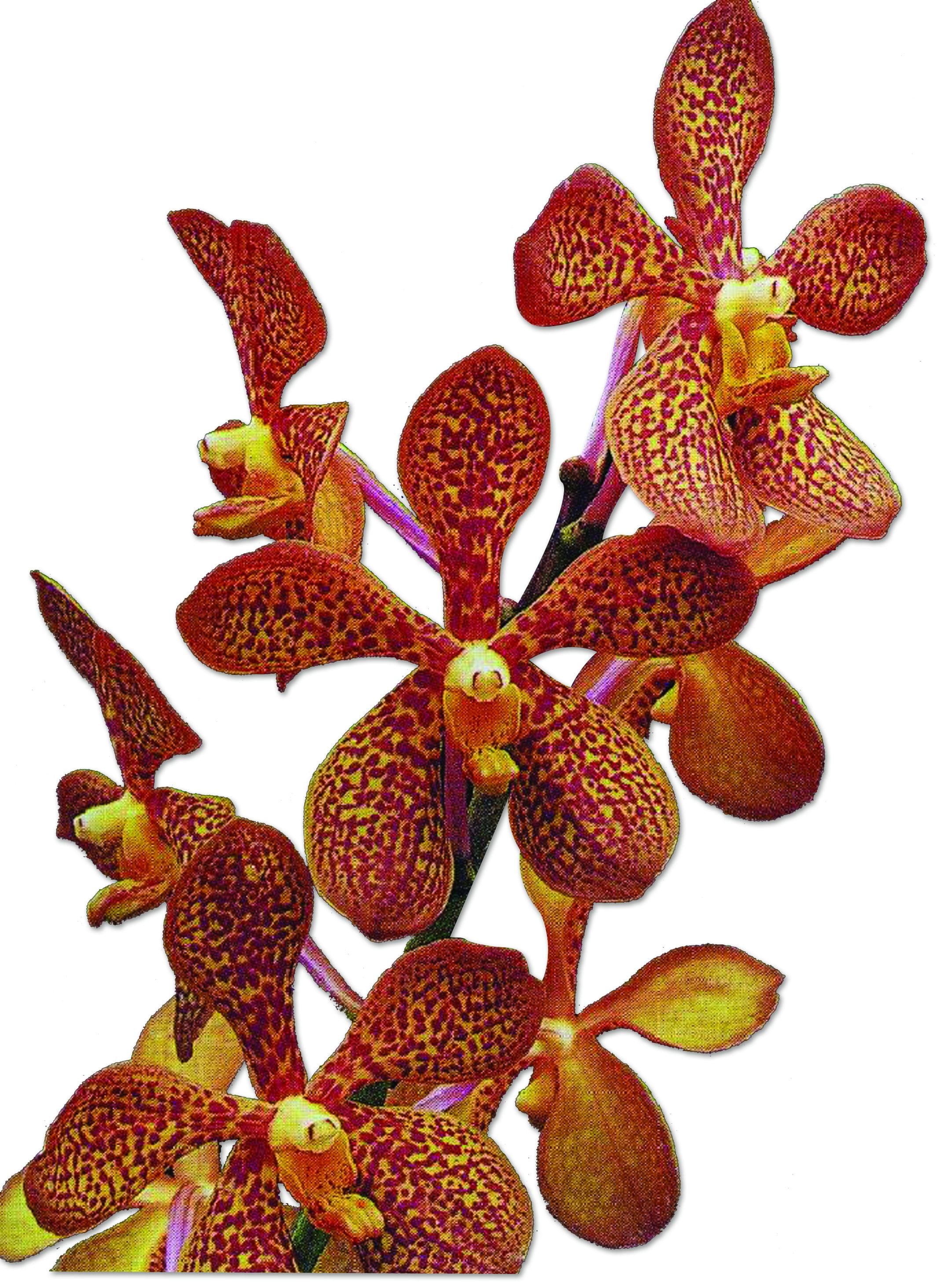 Mokara Zhu Rongji ‘Lao An’ was created for Lao An, the wife of fifth Premier of the People’s Republic of China), Zhu Ronji. Reproduced from Orchid Hybrids of Singapore, 1893–2003. All rights reserved, Orchid Society of South East Asia, 2005.
