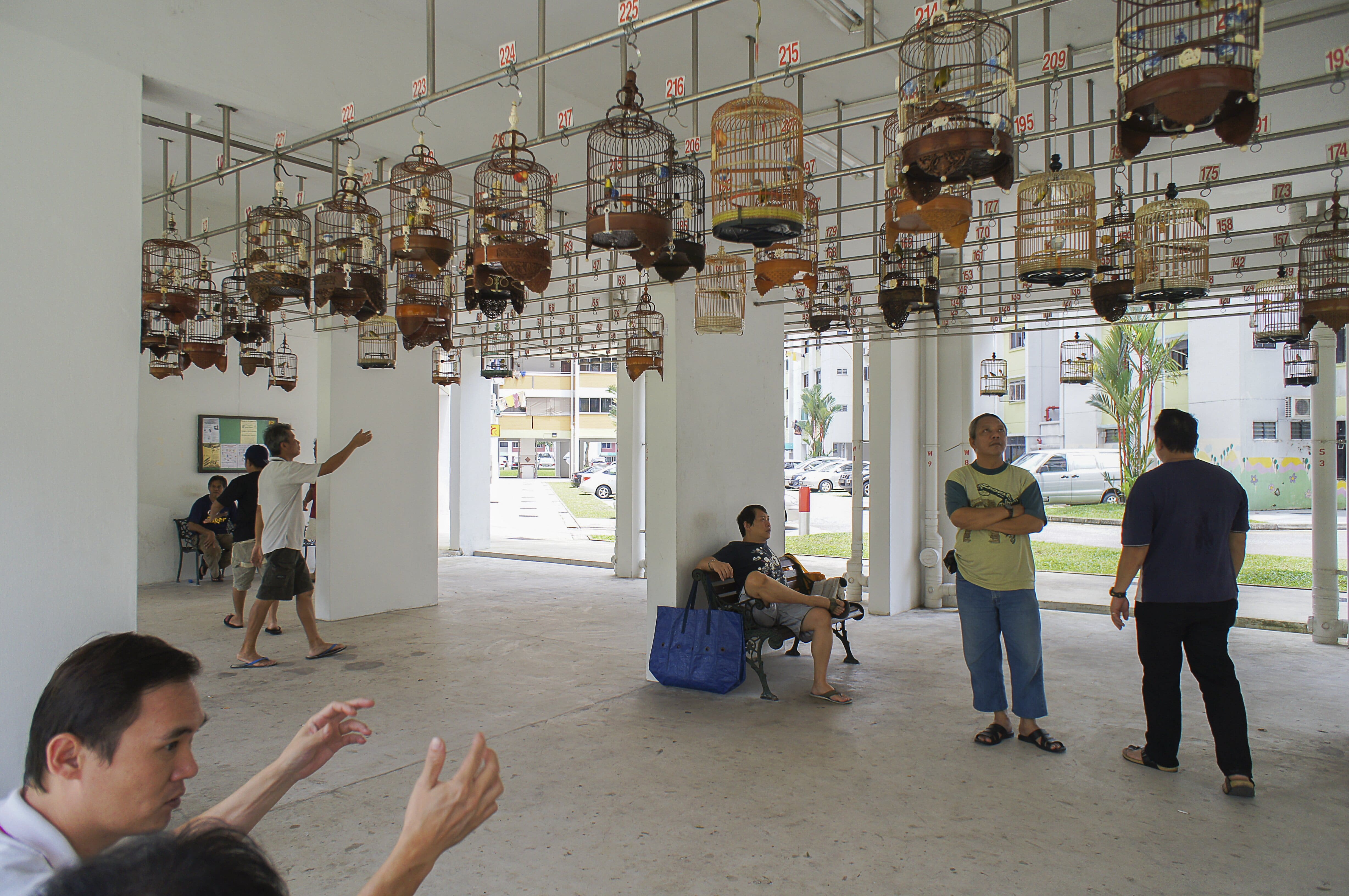 Multiple bird cages hanging from the ceiling in an indoor space, with people walking and sitting below them.