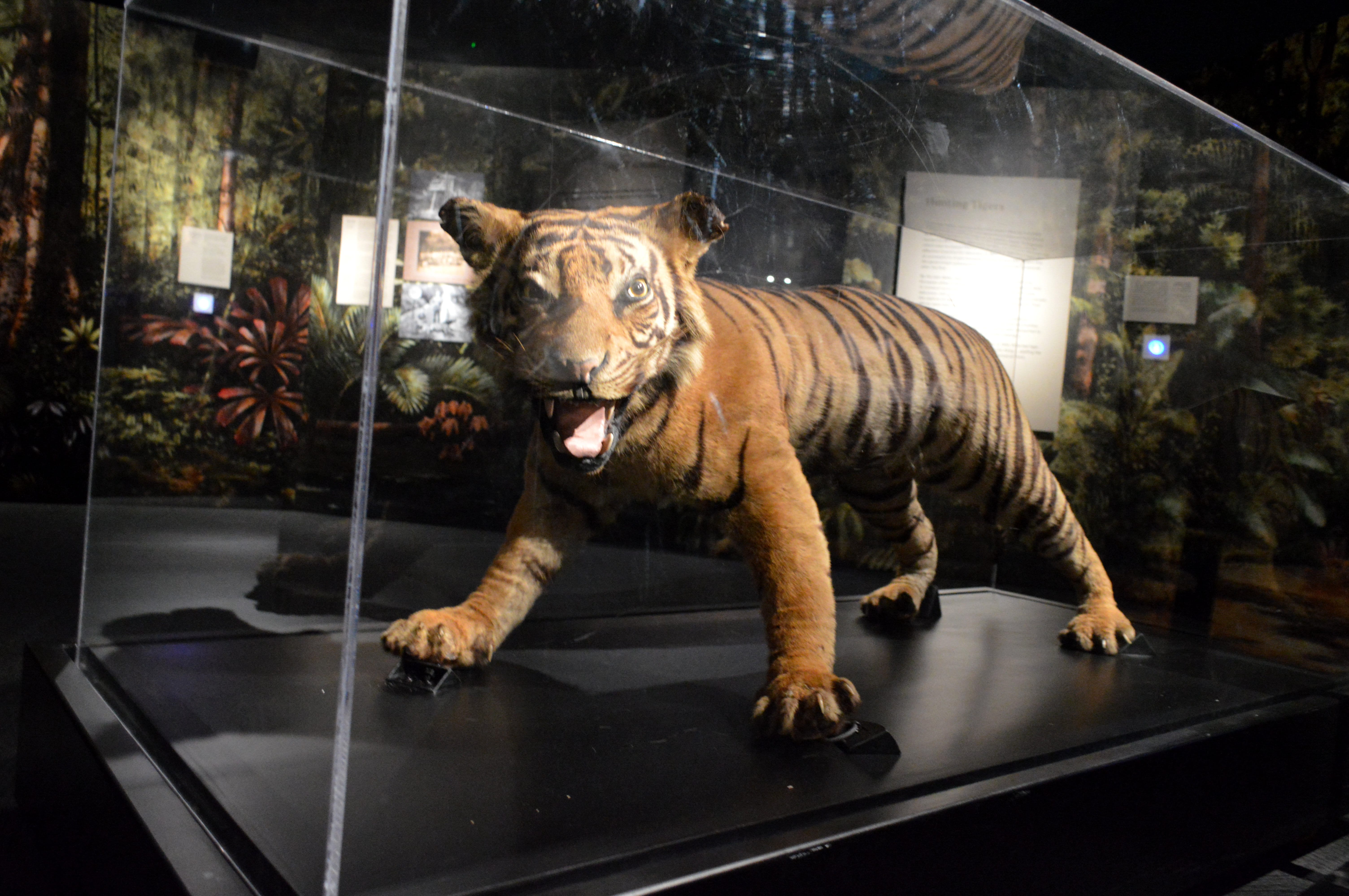 Taxidermy tiger in a glass display case, with educational signage and a jungle-themed background.