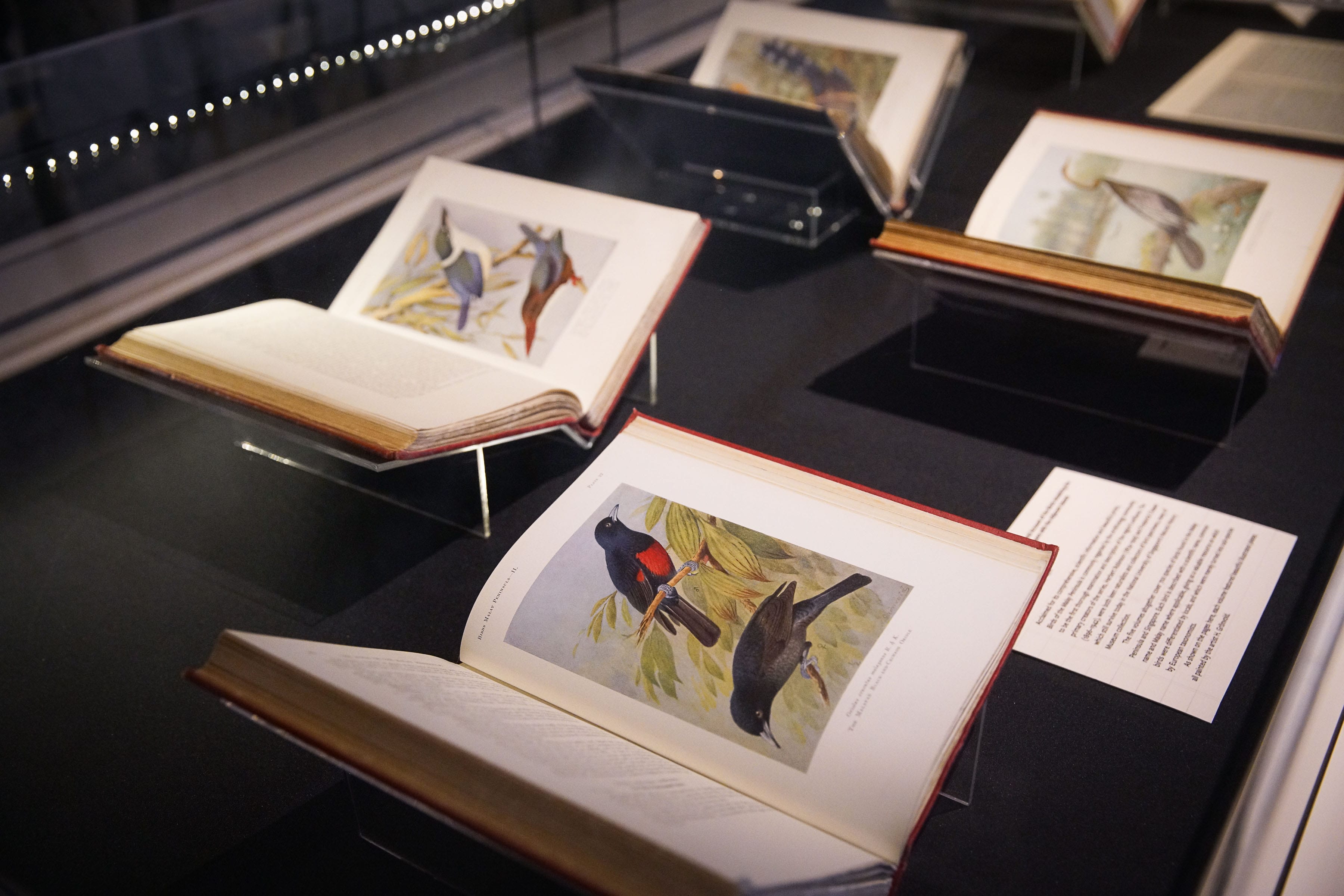 Several open books displayed in a showcase, each featuring illustrations of various birds.