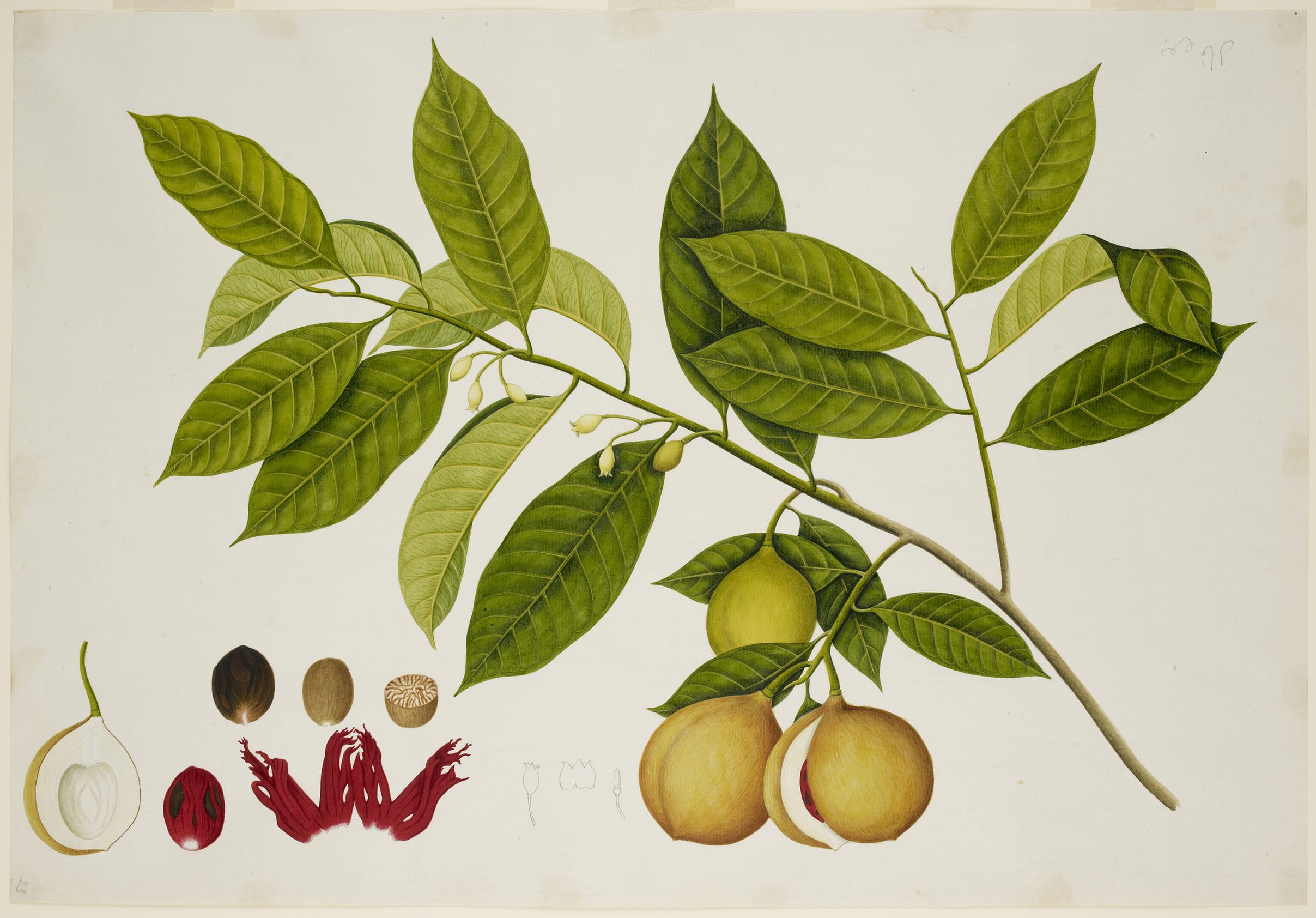 1824 drawing shows the nutmeg seed and leaves
