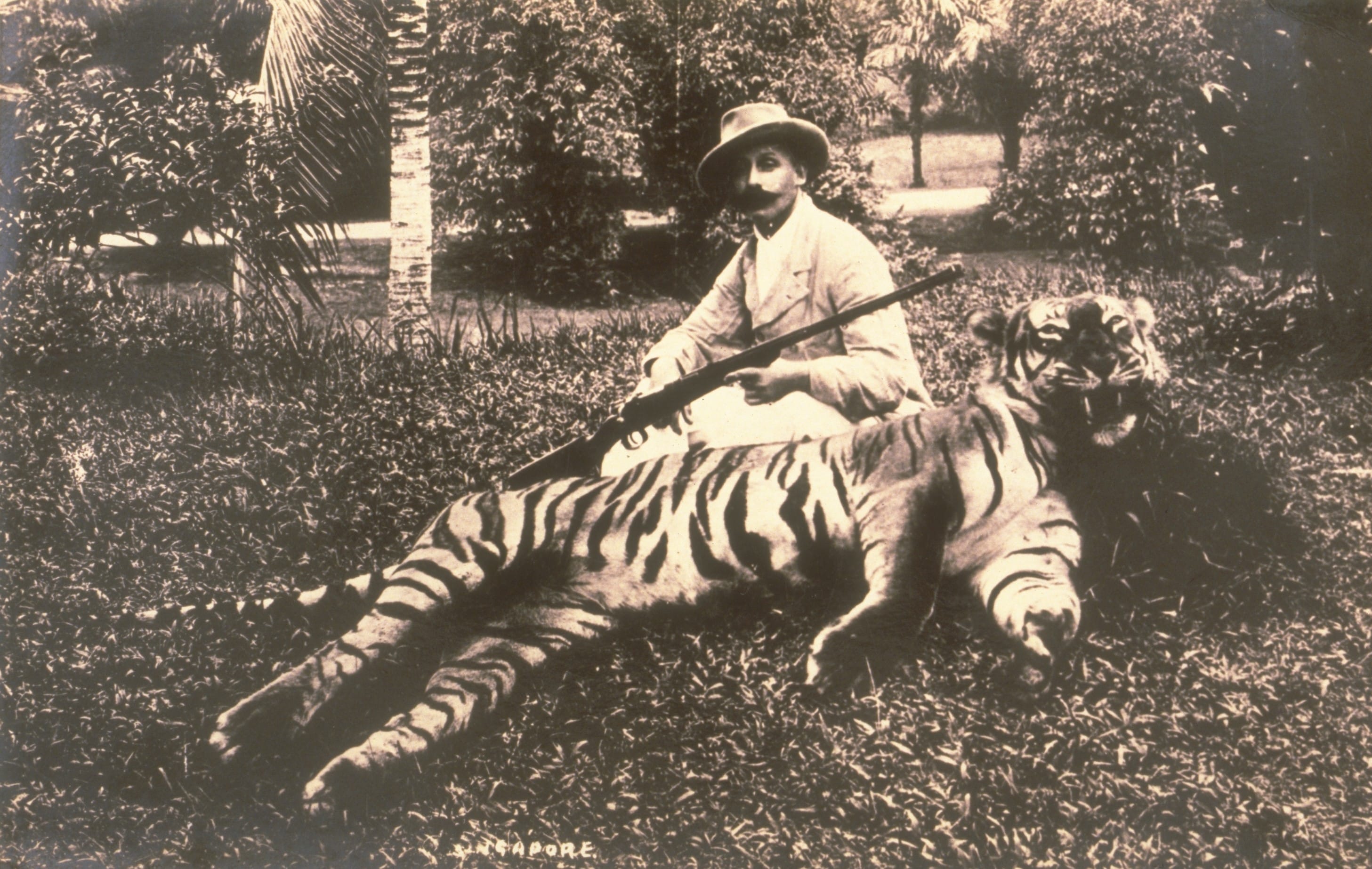 1890 photograph of a hunter posing with a dead tiger