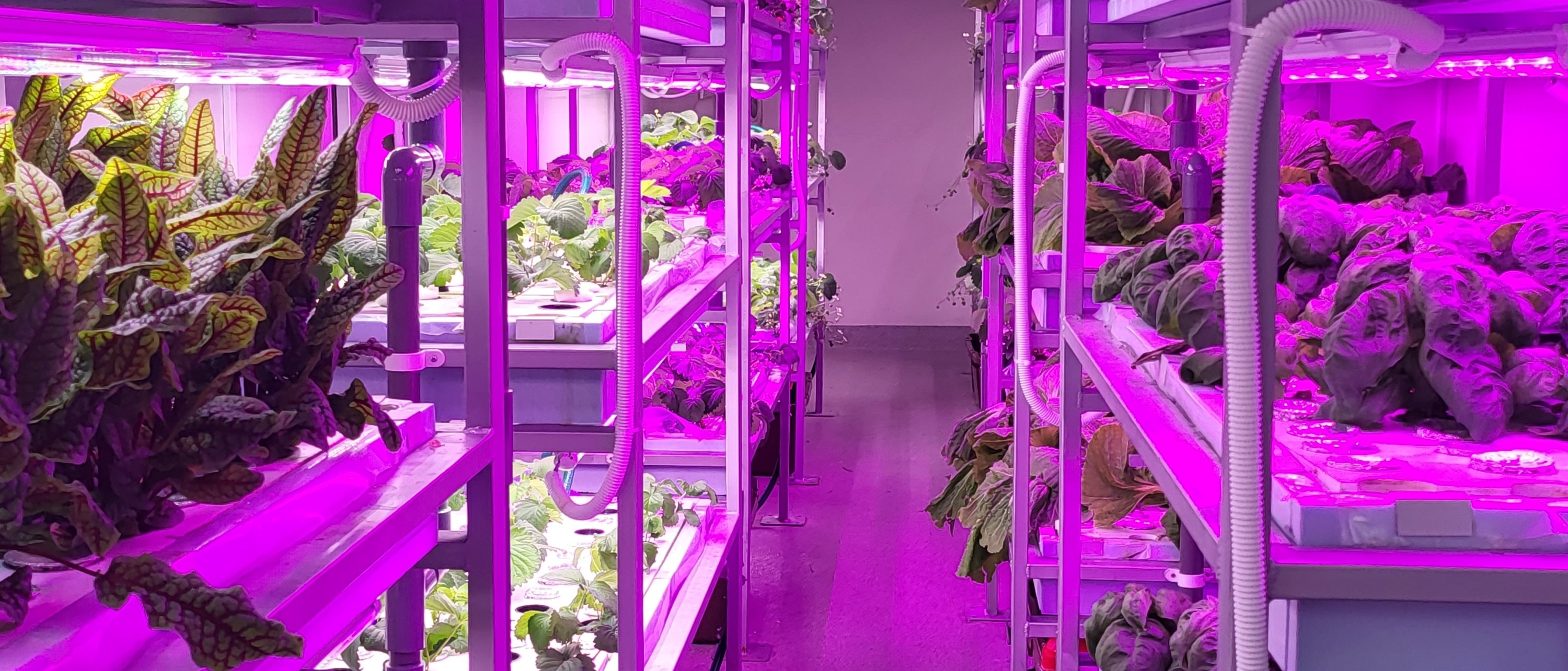 Various groups of plants in a room filled with ultraviolet light