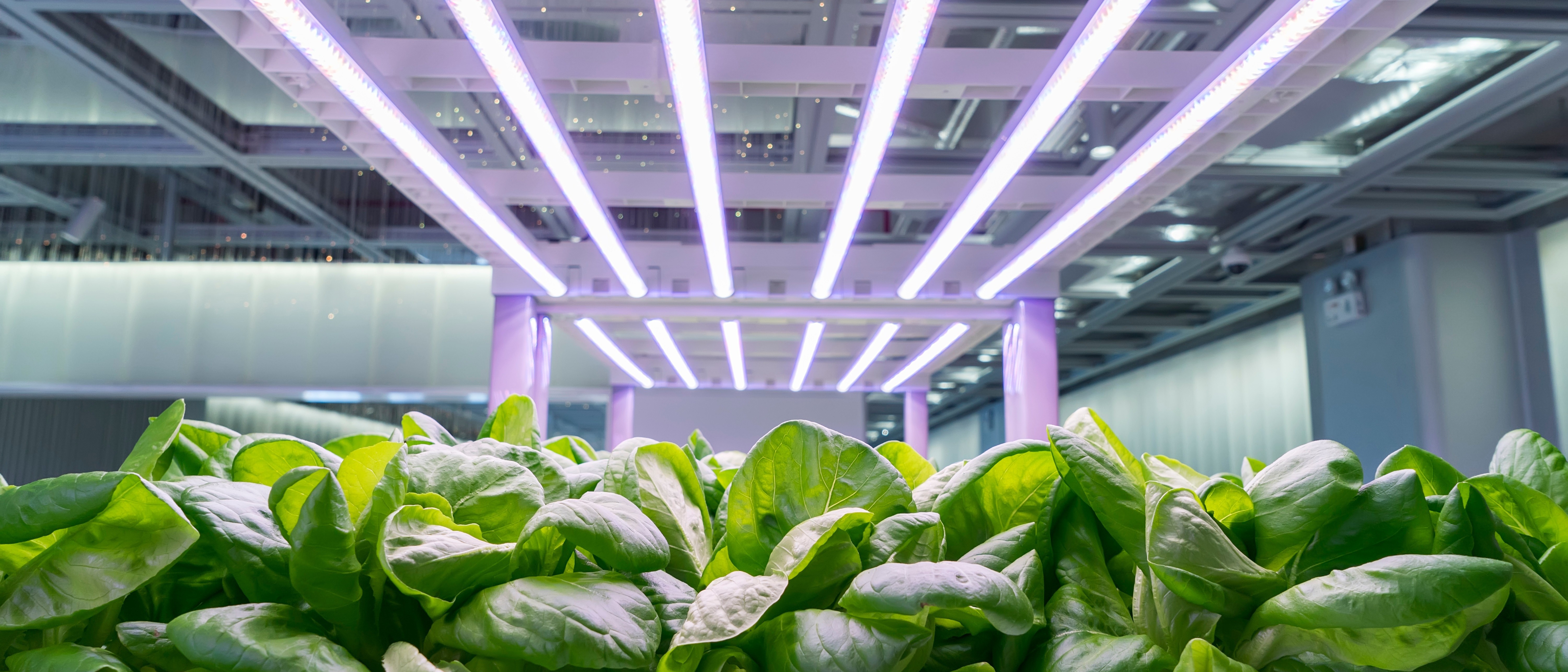 Leafy plants directly under led lights indoors