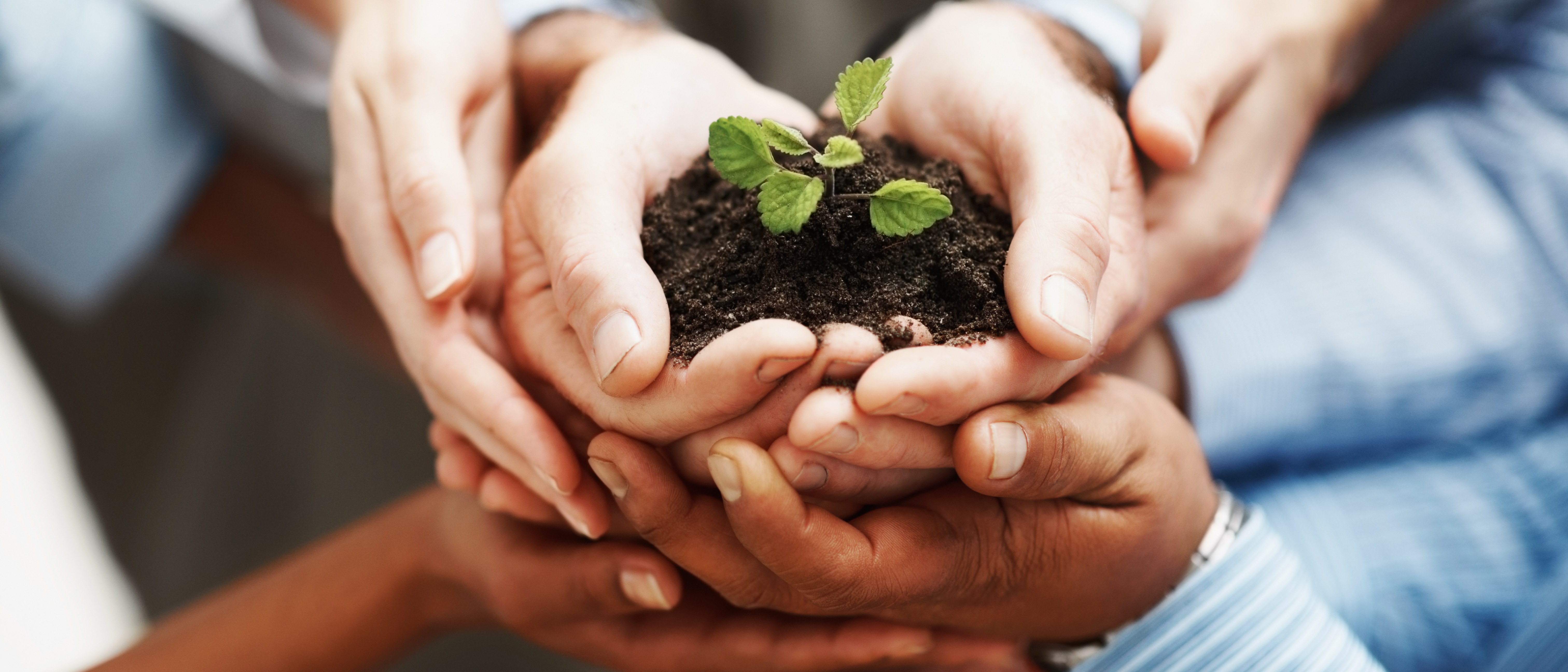 Hands of diverse people cupped together holding soil with a young green plant.