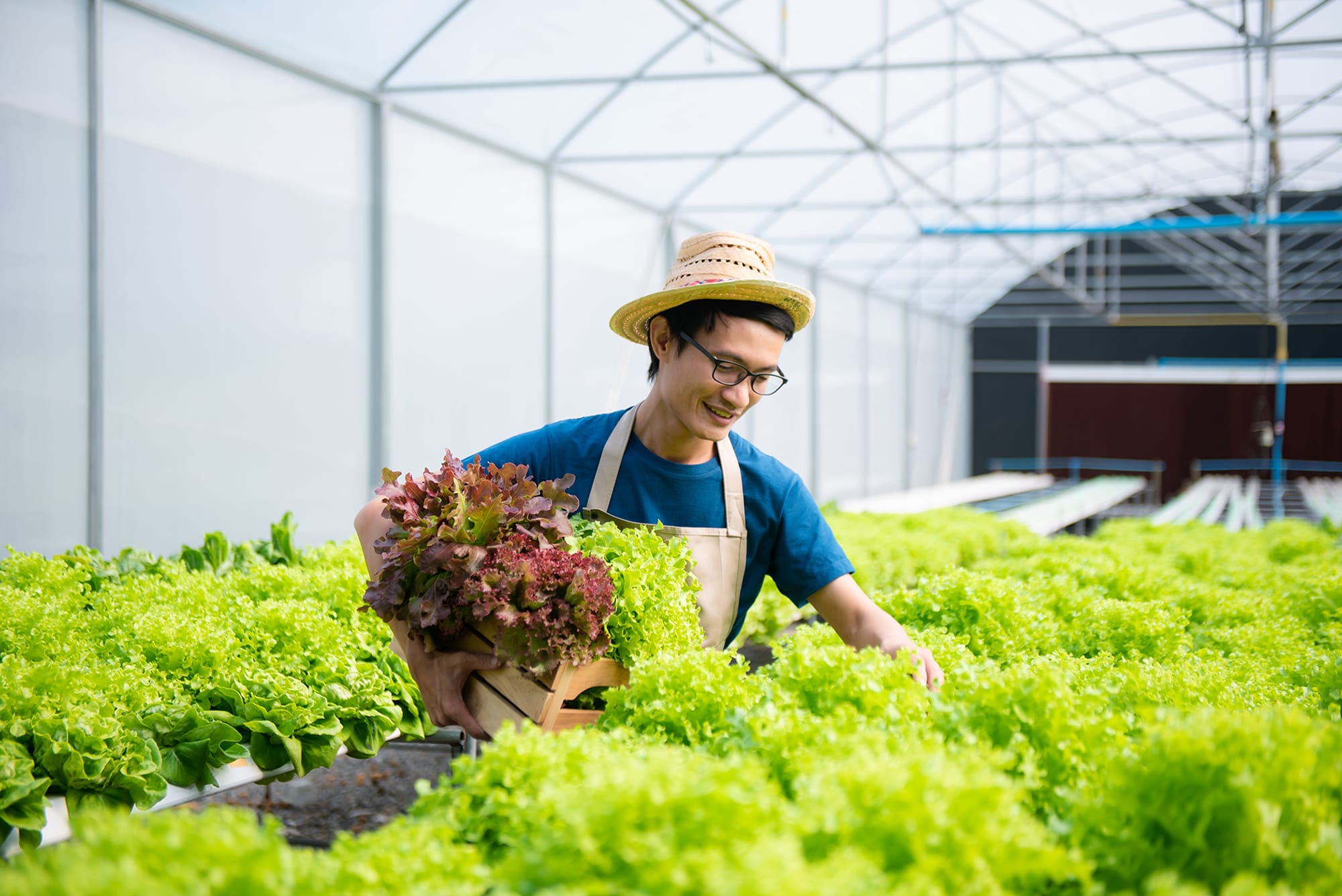 A bespectacled male harvesting plants from a greenhouse