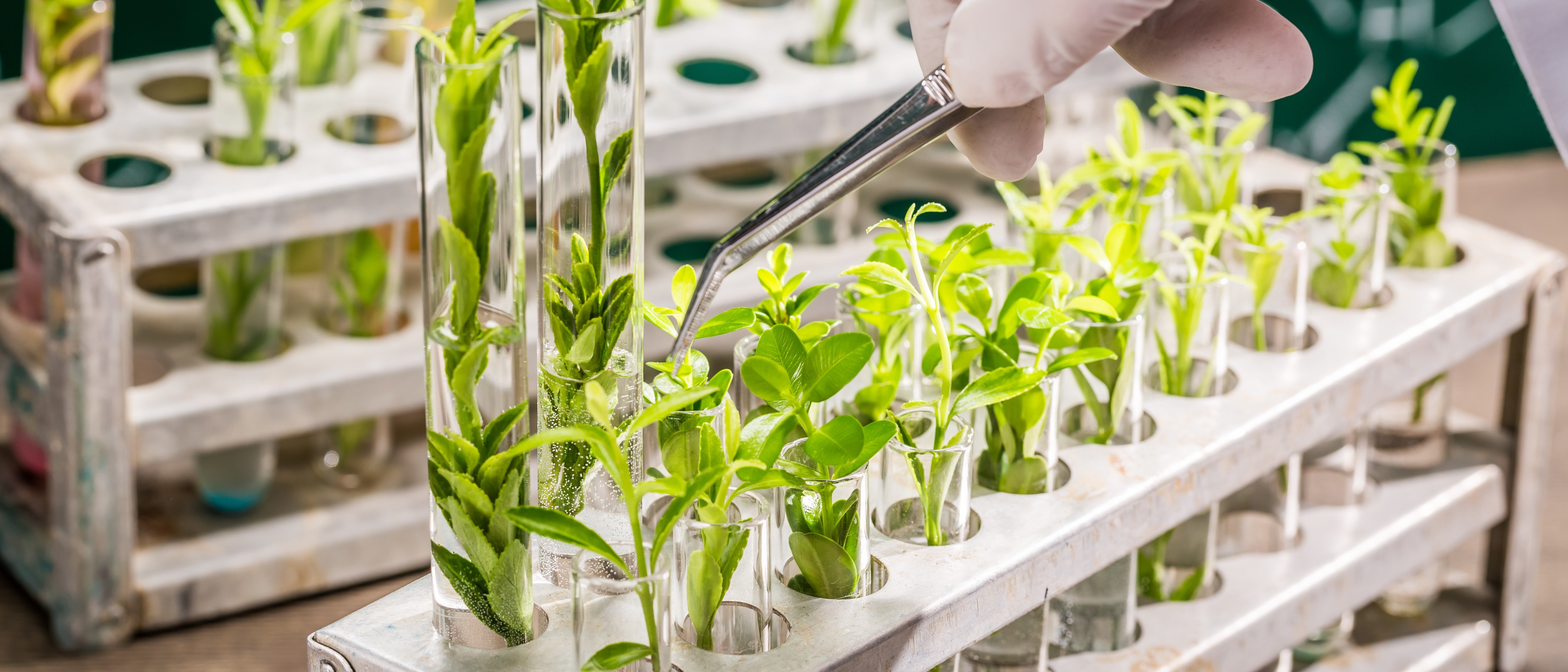Tweezers picking out plants from a group of test tubes