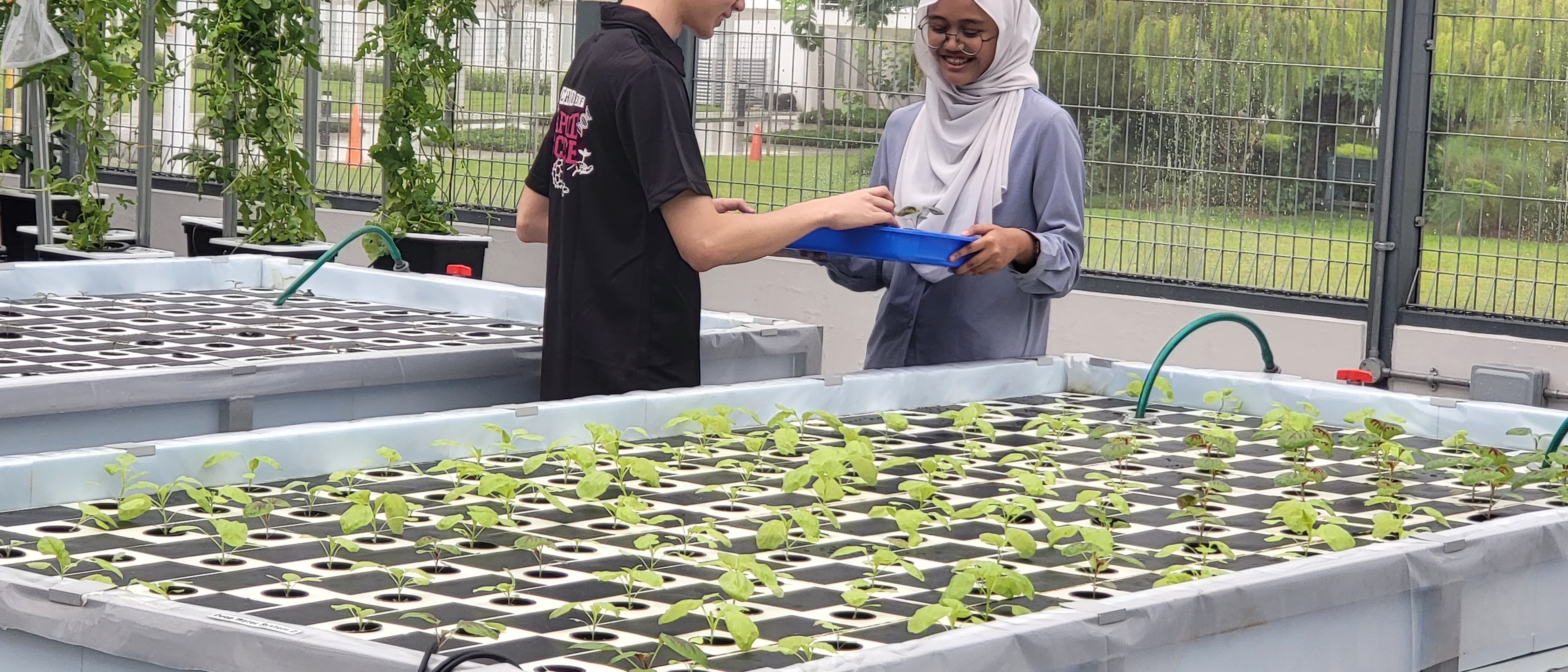 A female hijabi carrying a blue tray at an outdoors farm, discussing with a male wearing a black shirt