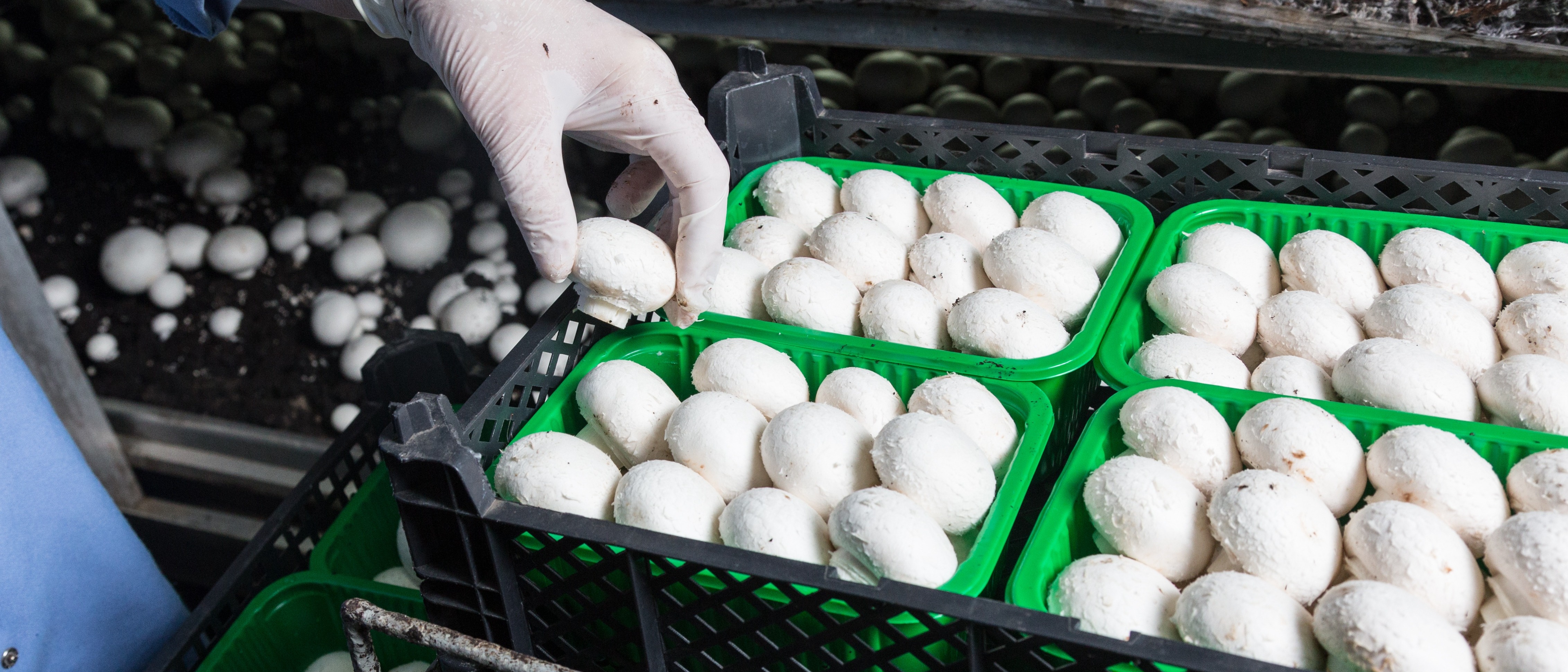 A gloved hand picking a mushroom from a batch of mushrooms