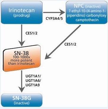 Diagram showing UGT1A1 variant alleles and their association with irinotecan-induced neutropenia