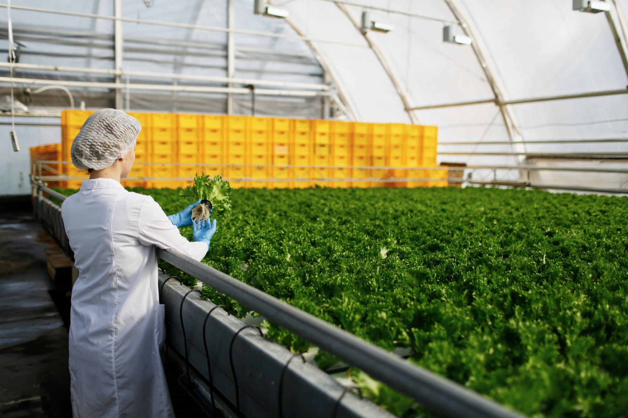 Agritech and Foodtech
