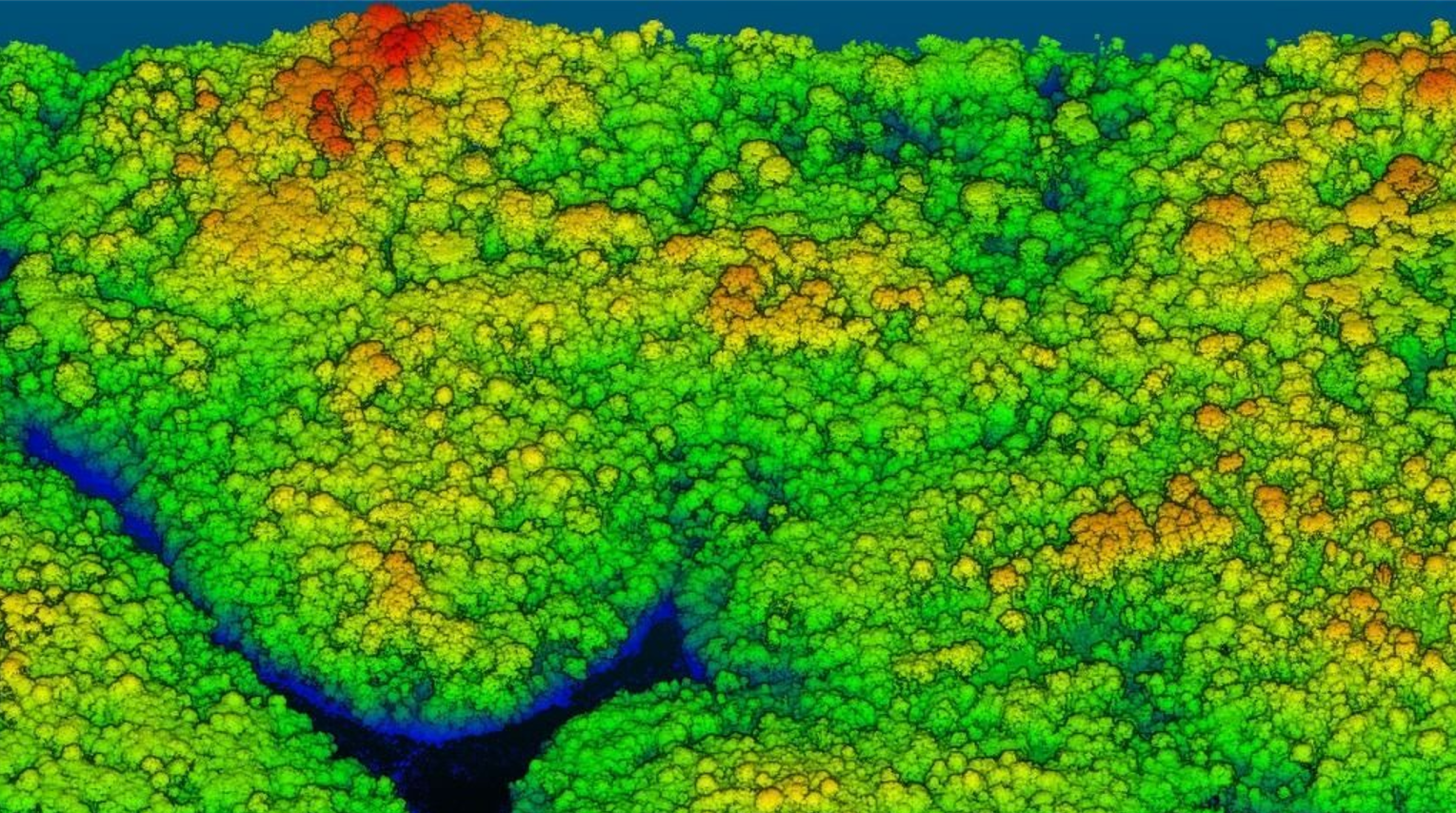 Treetop canopy in greens and yellows with a dark blue winding river cutting through.