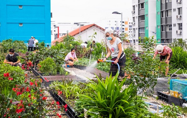 People in face masks tending a rooftop garden. One woman is watering plants with a hose. City buildings are in the background.