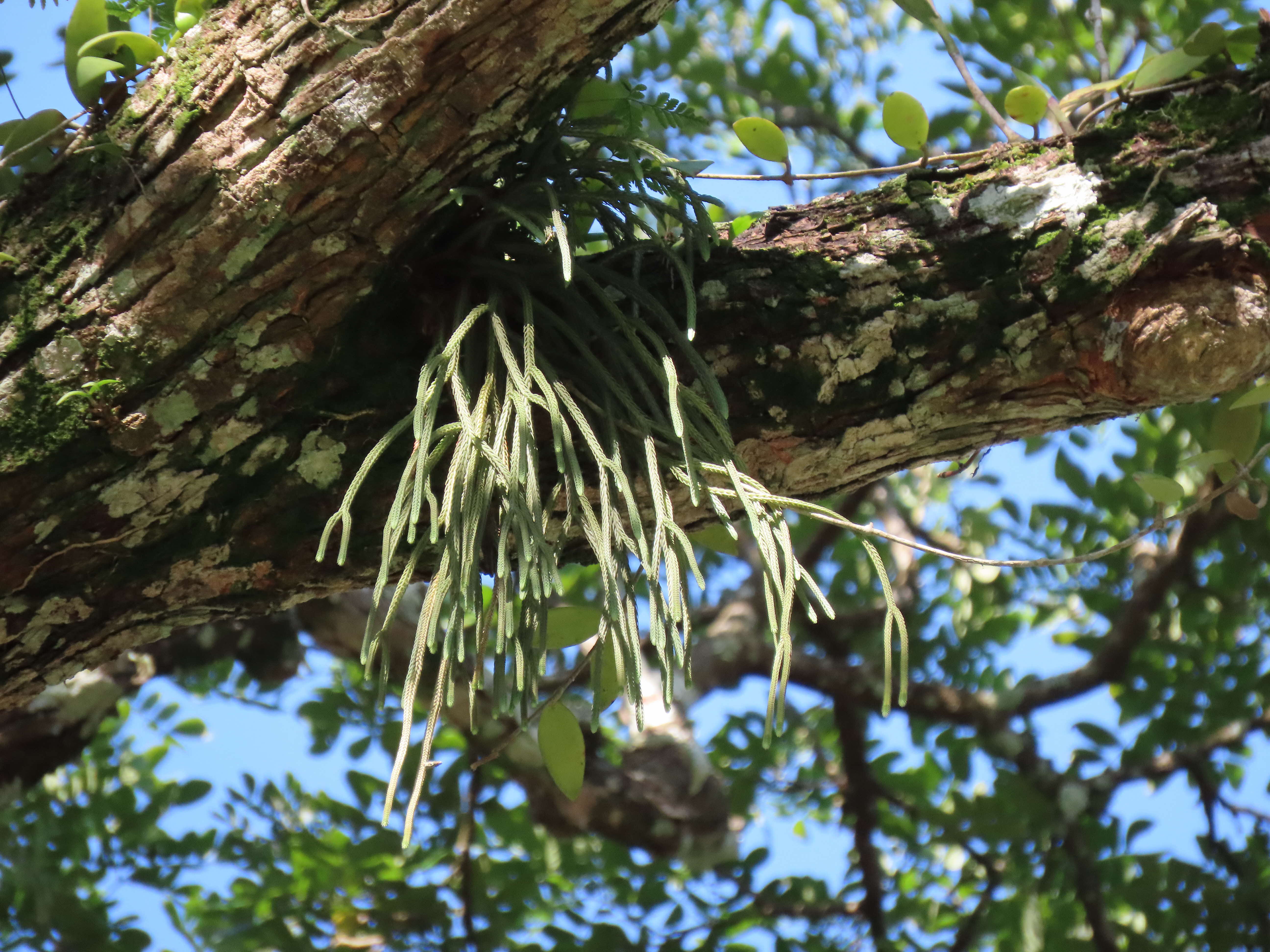 Tassel-fern