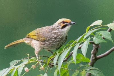 Small brown and yellow bird perched on a leafy branch