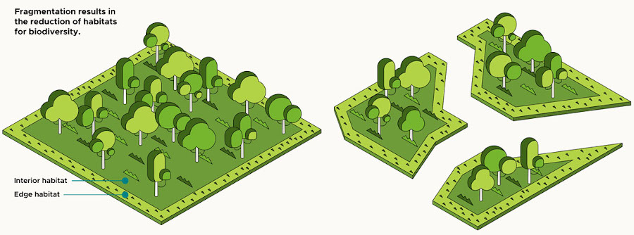 Diagram showing how habitat fragmentation reduces biodiversity. Initial habitat, then fragments.