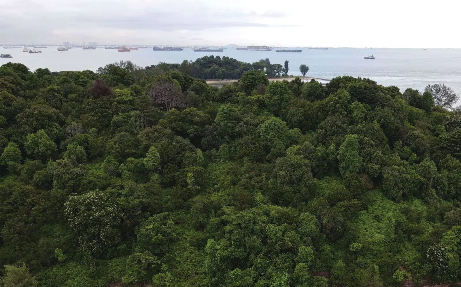 Aerial photo of forests on Lazarus Island