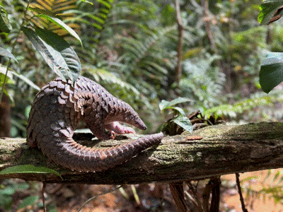 Pangolin resting on a mossy log in a forest
