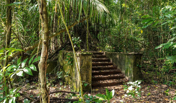 Overgrown concrete stairs leading into a lush green forest.