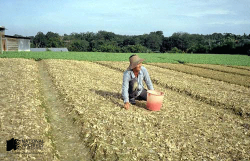 A farmer wearing a straw hat kneels in a dry crop field holding a bucket, with trees in the background.
