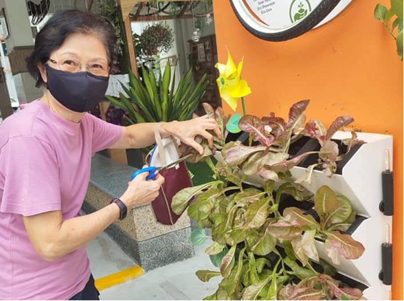 Masked woman harvests leafy greens from a vertical garden with scissors.