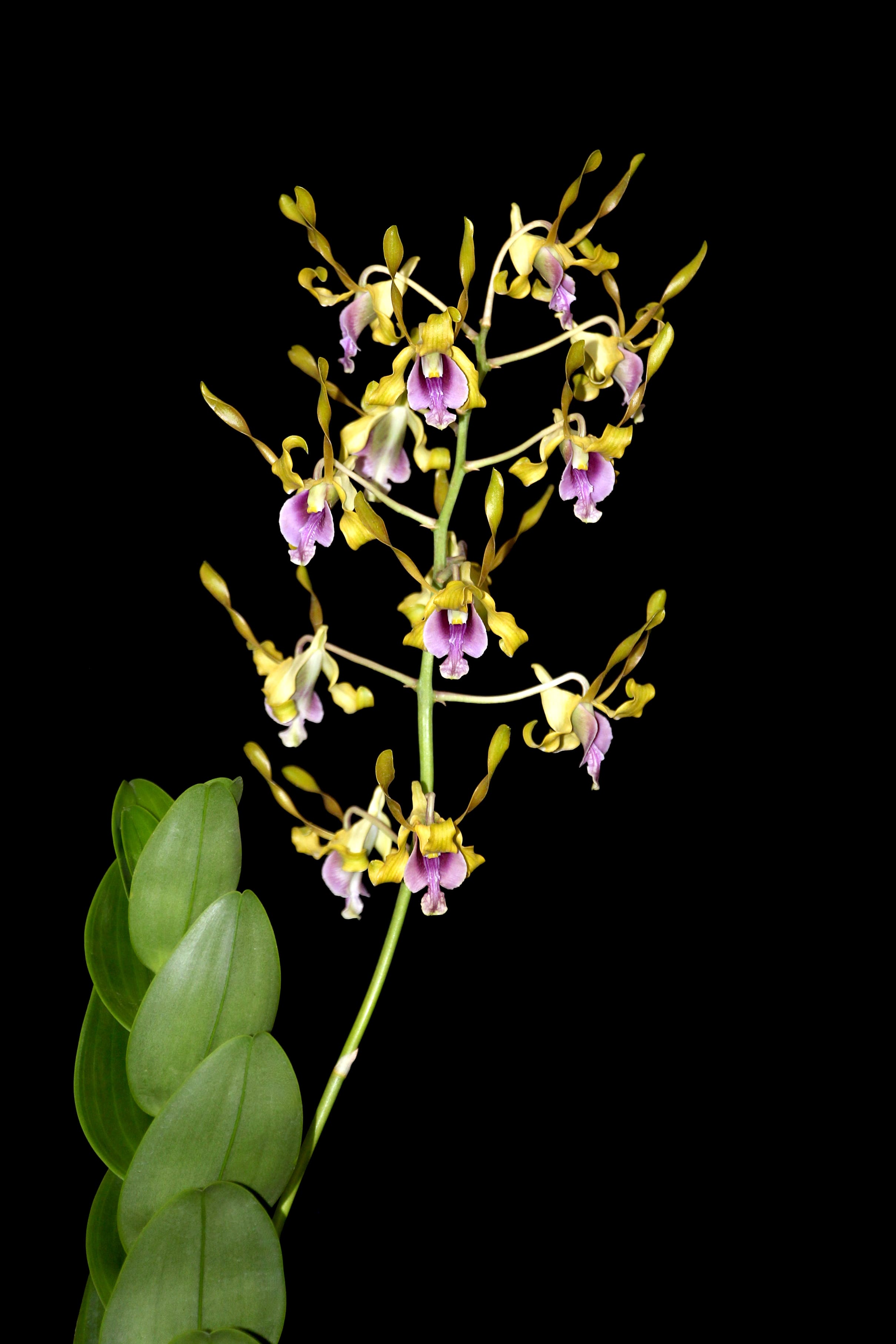 Close-up photo of the Dendrobium, an orchid hybrid