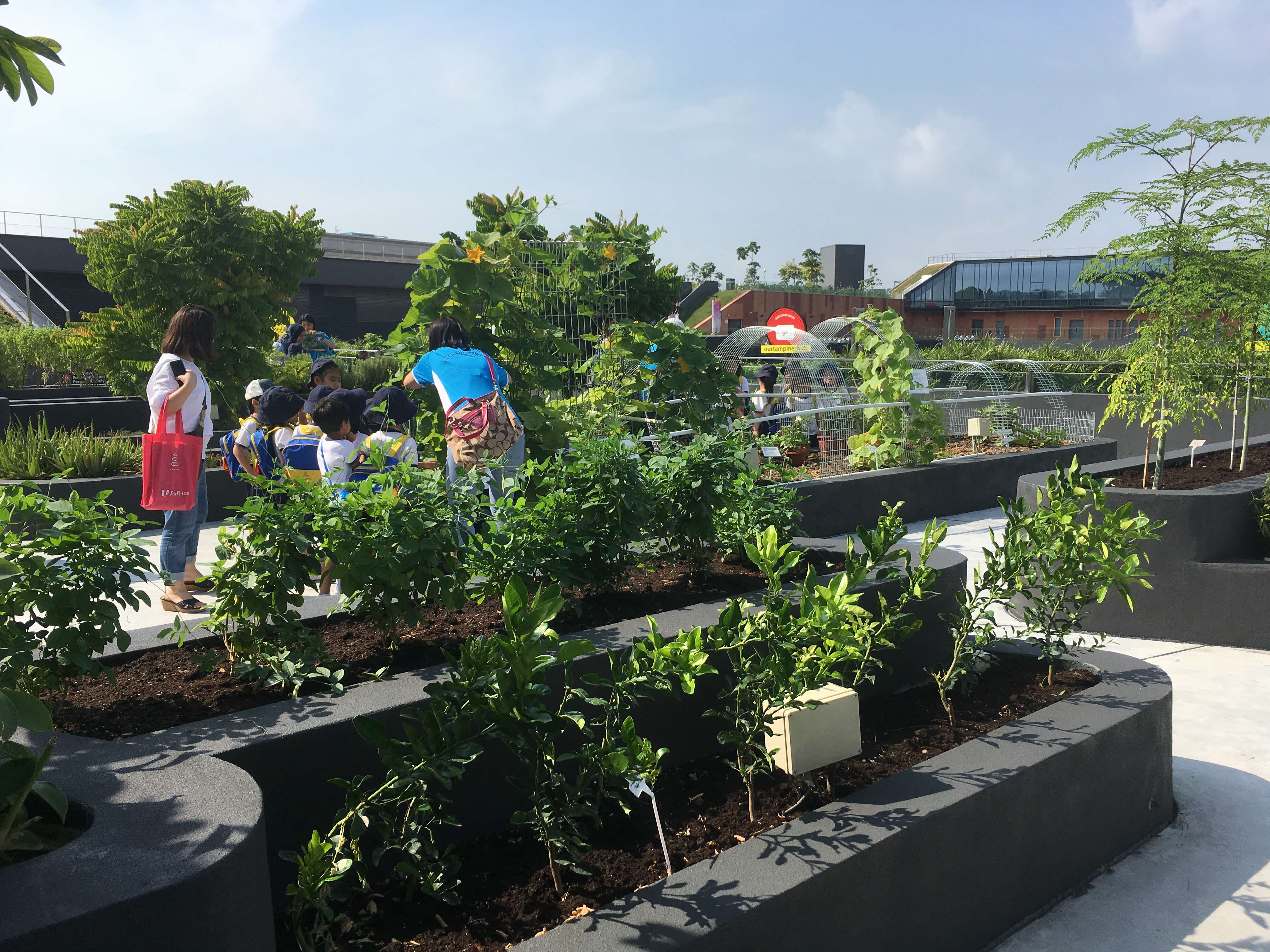 Photo of people tending to the rooftop garden of Our Tampines Hub